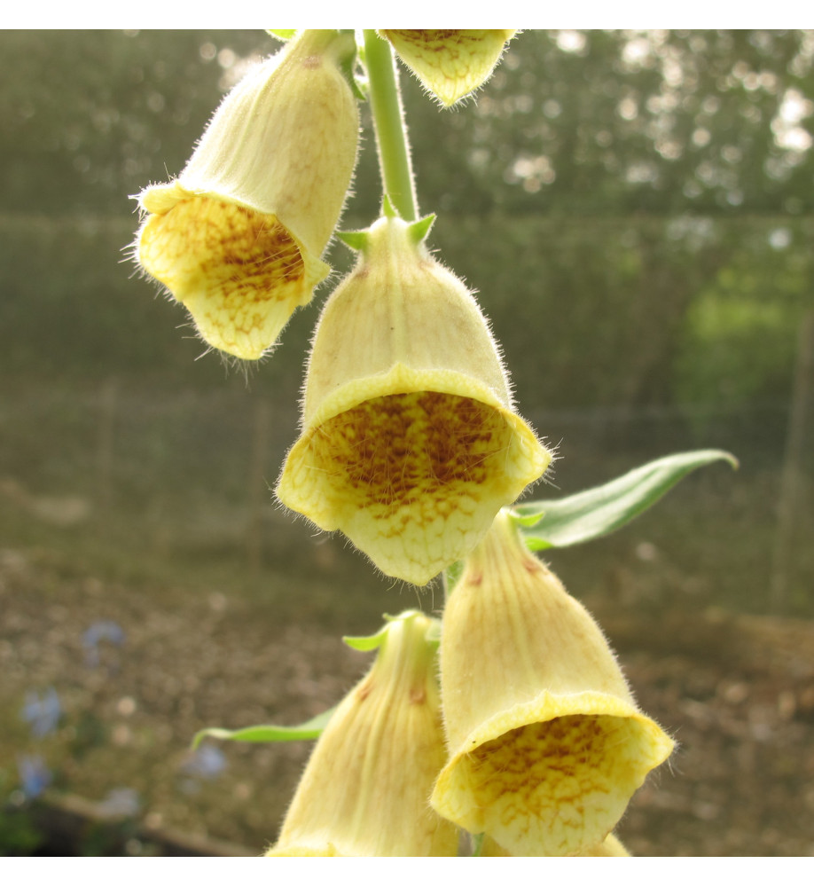 Digitalis grandiflora (1lt)