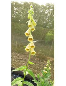 Digitalis grandiflora (1lt)