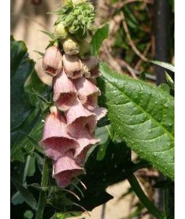 Digitalis x mertonensis (1lt)