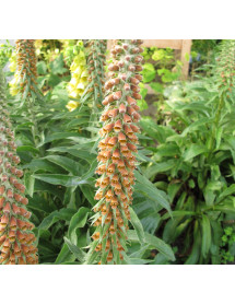 Digitalis parviflora Milk Chocolate (1lt)