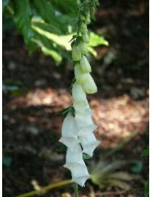Digitalis purpurea Alba (1lt)