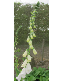 Digitalis purpurea Alba (1lt) Digitalis purpurea Alba (1lt)