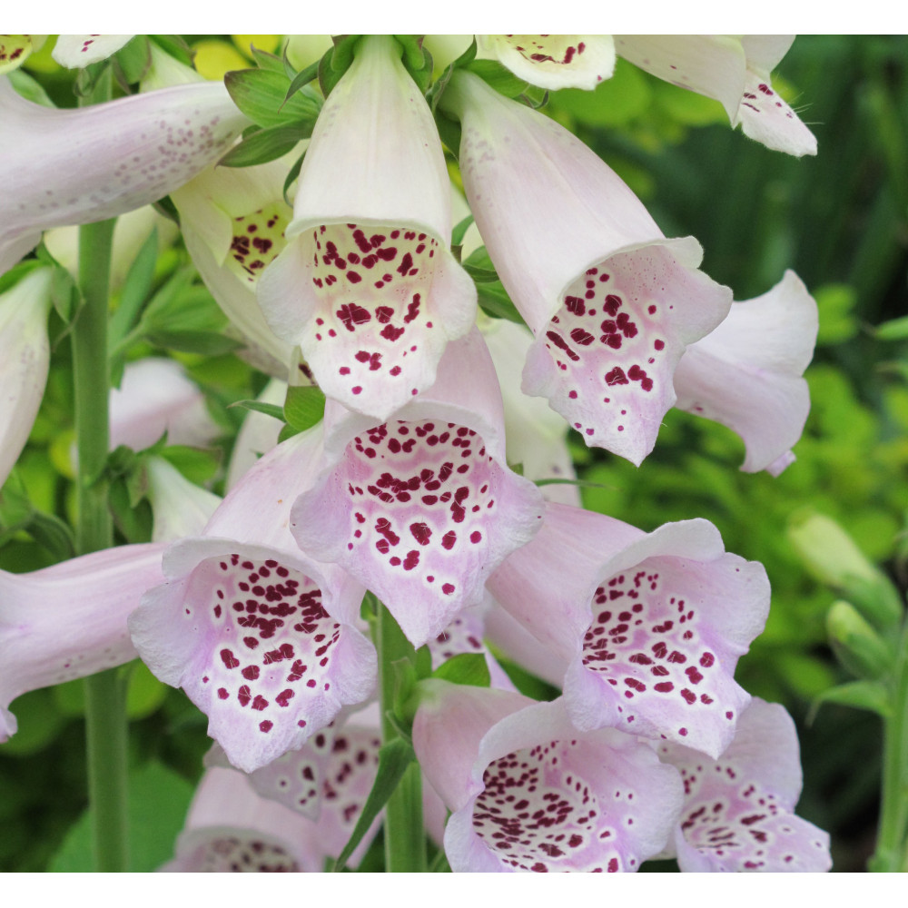 Plants more resistant to Deer