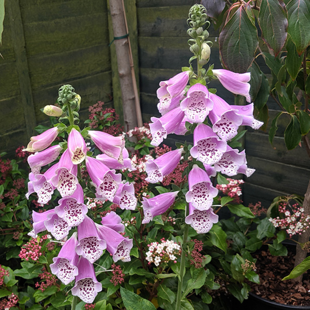 Digitalis purpurea Dalmation Rose (0.8lt)