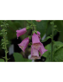 Digitalis purpurea Excelsior Group (1lt)
