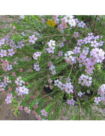Diosma ericoides Pink Fountain (5lt) Diosma ericoides Pink Fountain (5lt)
