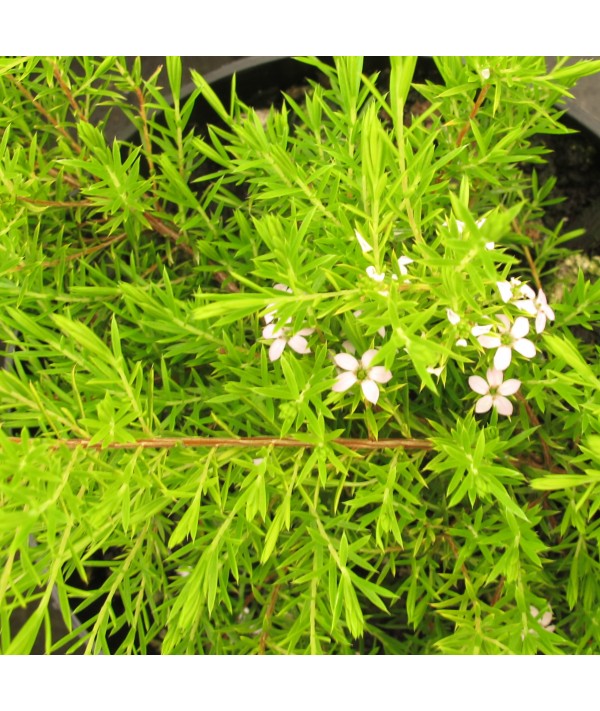 Diosma ericoides Sunset Gold (2lt)