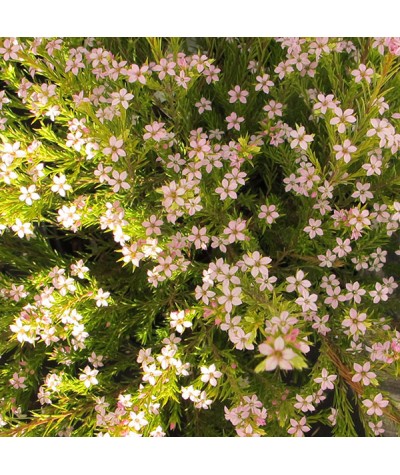 Diosma ericoides Sunset Gold (2lt)