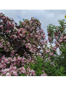 Weigela florida Polka (3lt) Weigela florida Polka (3lt)