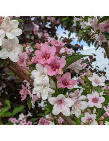 Weigela florida Polka (3lt)