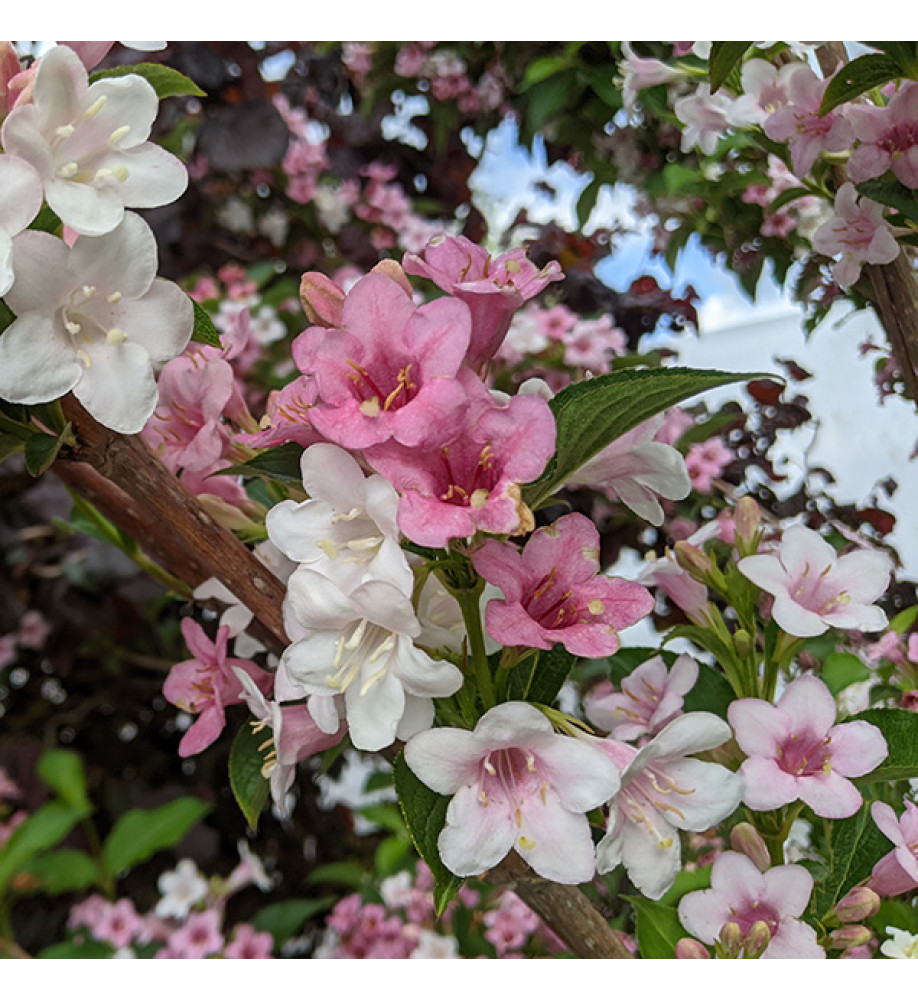 Weigela florida Polka (3lt)