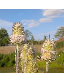 Dipsacus laciniatus (cut leaf Teasel) (3lt)