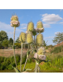 Dipsacus laciniatus (cut leaf Teasel) (3lt)