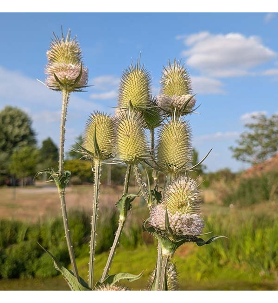 Dipsacus laciniatus (cut leaf Teasel) (3lt)