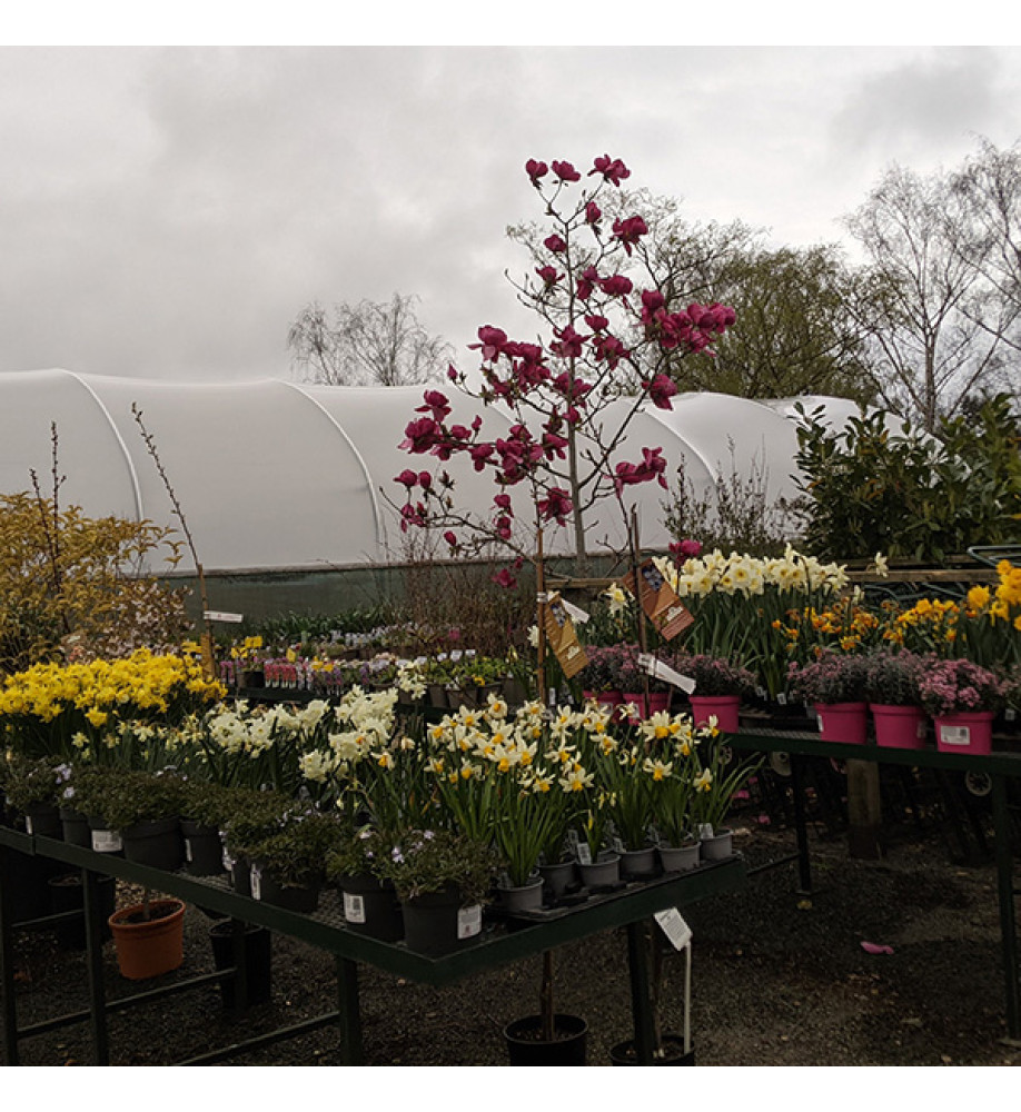 Magnolia Felix Jury (Jurmag2) (35lt) Magnolia Felix Jury (Jurmag2) (35lt)