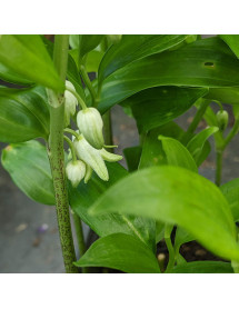 Disporopsis pernyi (1.5lt)