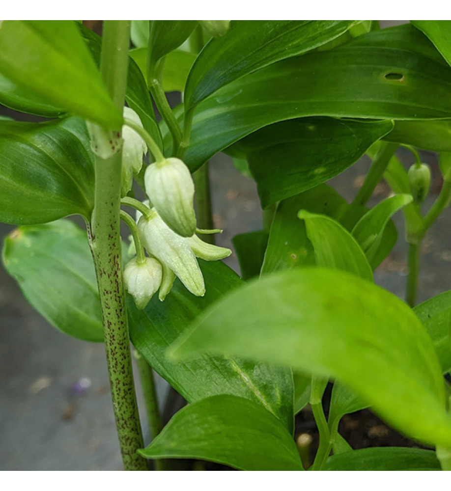 Disporopsis pernyi (1.5lt)
