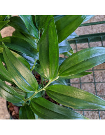 Disporopsis pernyi (1.5lt)