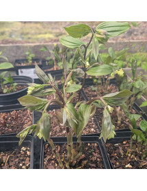 Disporum megalanthum (1.5lt)