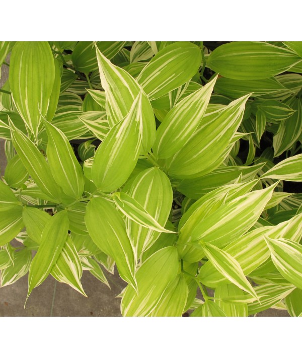 Disporum sessile Variegatum (2lt)