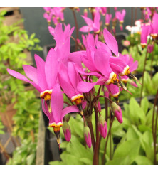Dodecatheon pulchellum Red Light (1lt)