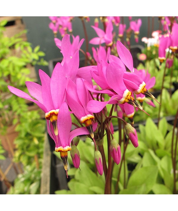 Dodecatheon pulchellum Red Wings (1.5lt)