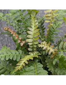 Doodia aspera Rough Ruby (2lt)