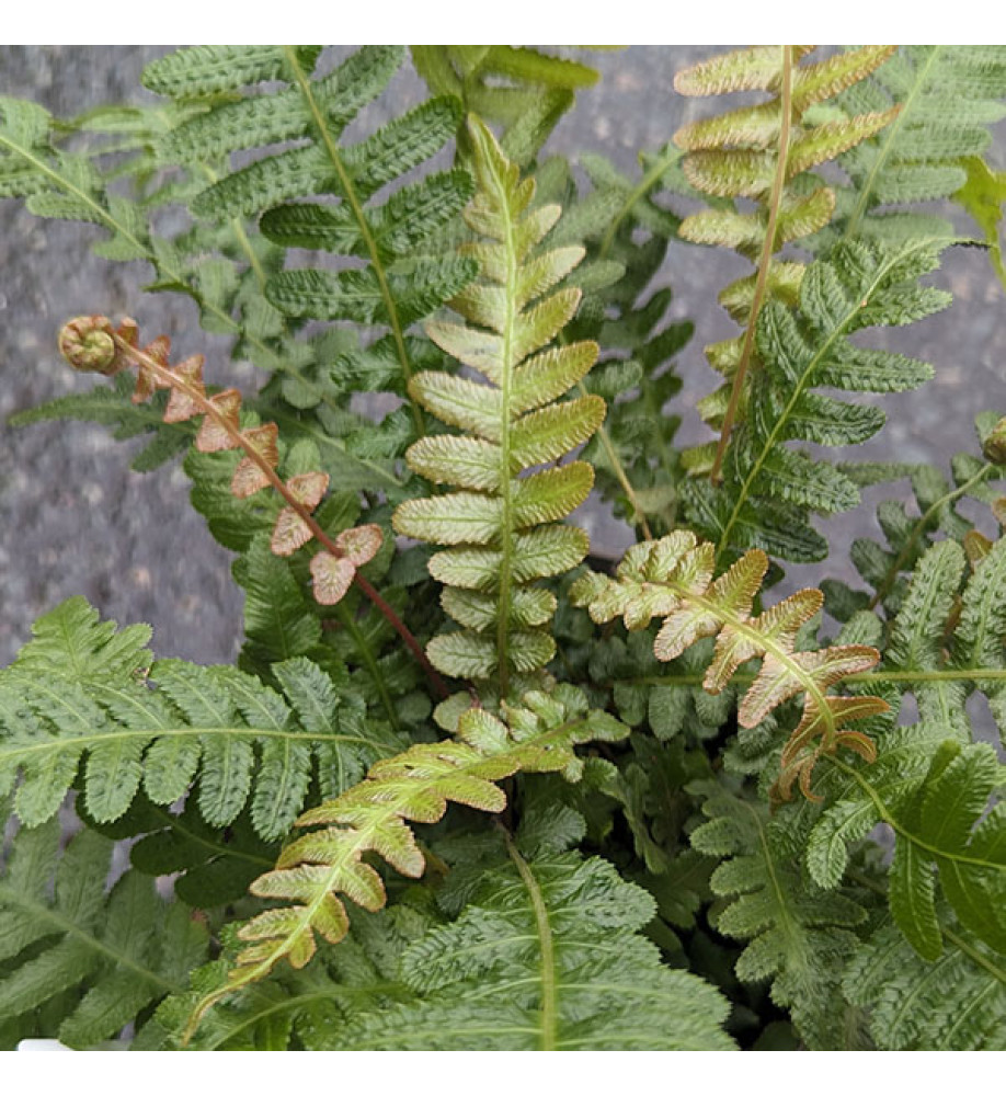 Doodia aspera Rough Ruby (2lt)