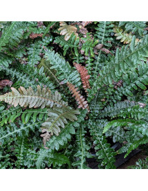 Doodia aspera Rough Ruby (2lt)