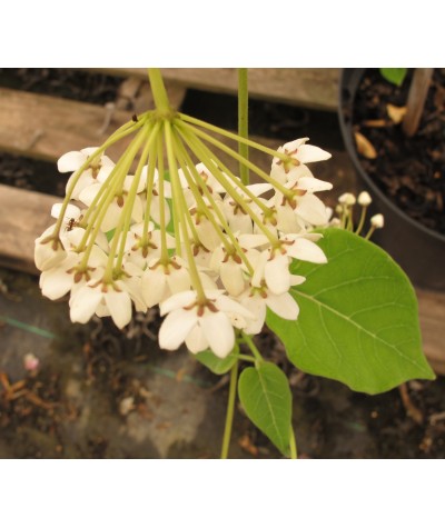 Dregea sinensis (Wattakaka) (7lt)