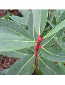 Drimys winteri (3lt)