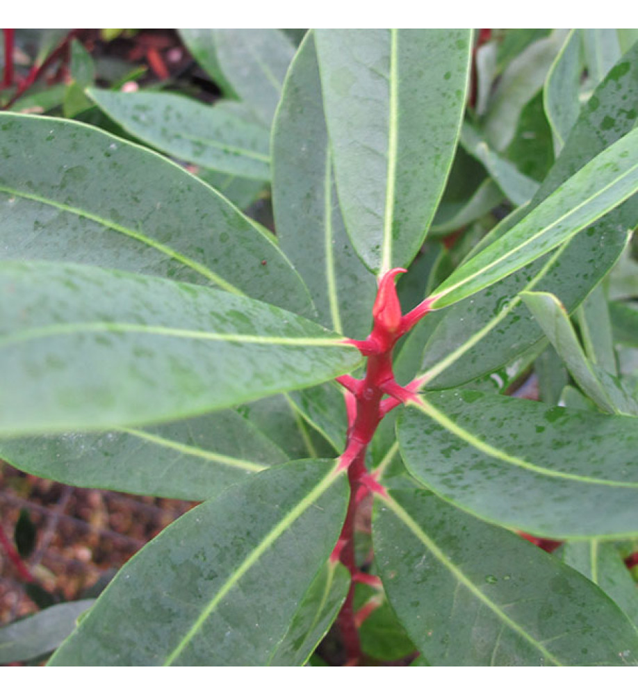 Drimys winteri (3lt)