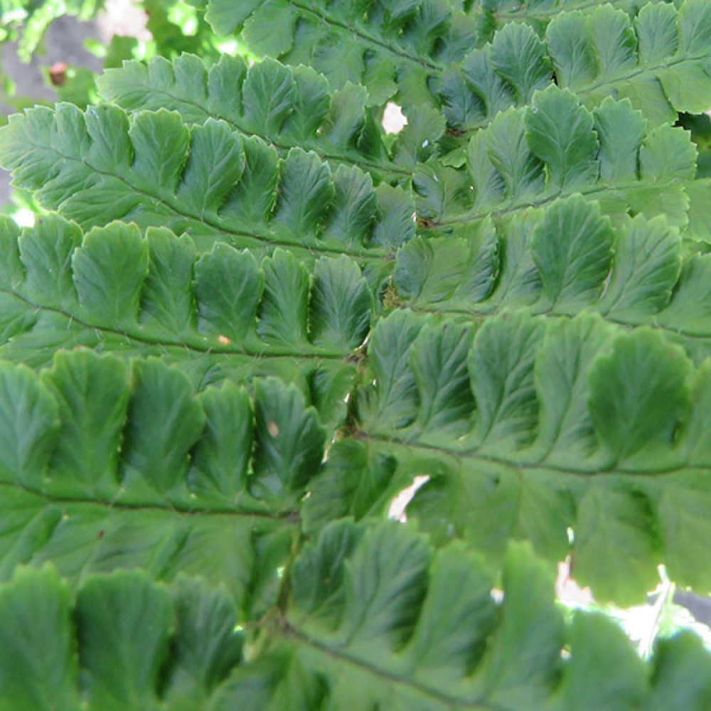 Dryopteris affinis Cristata Angustata (1lt)
