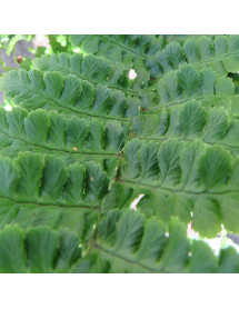 Dryopteris affinis Cristata Angustata (1lt)