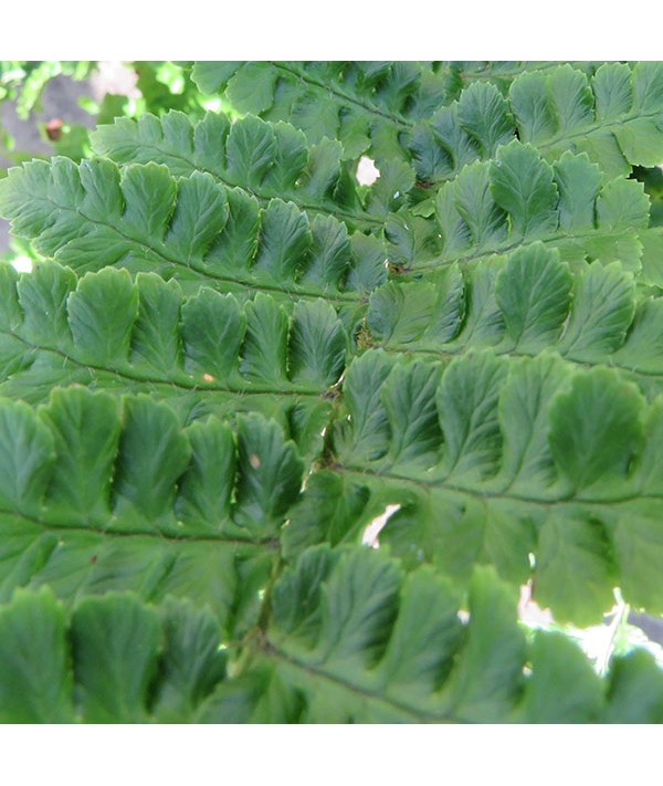 Dryopteris affinis Cristata Angustata (1lt)