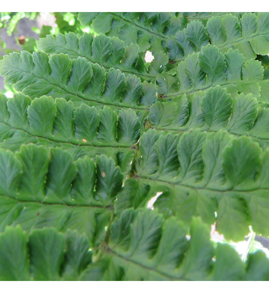 Dryopteris affinis Cristata Angustata (1lt)