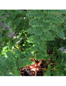 Dryopteris affinis Cristata Angustata (1lt)