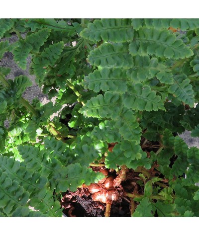 Dryopteris affinis Cristata Angustata (1lt)