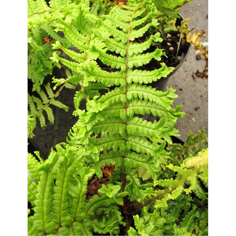 Dryopteris affinis Cristata (The King) (1lt)