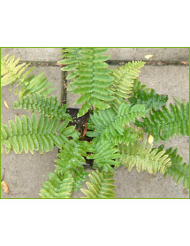 Dryopteris cycadina (atrata) (2lt)