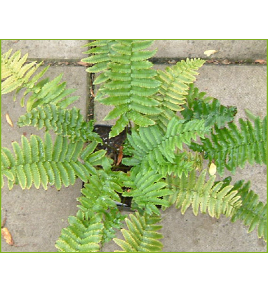 Dryopteris cycadina (atrata) (2lt)