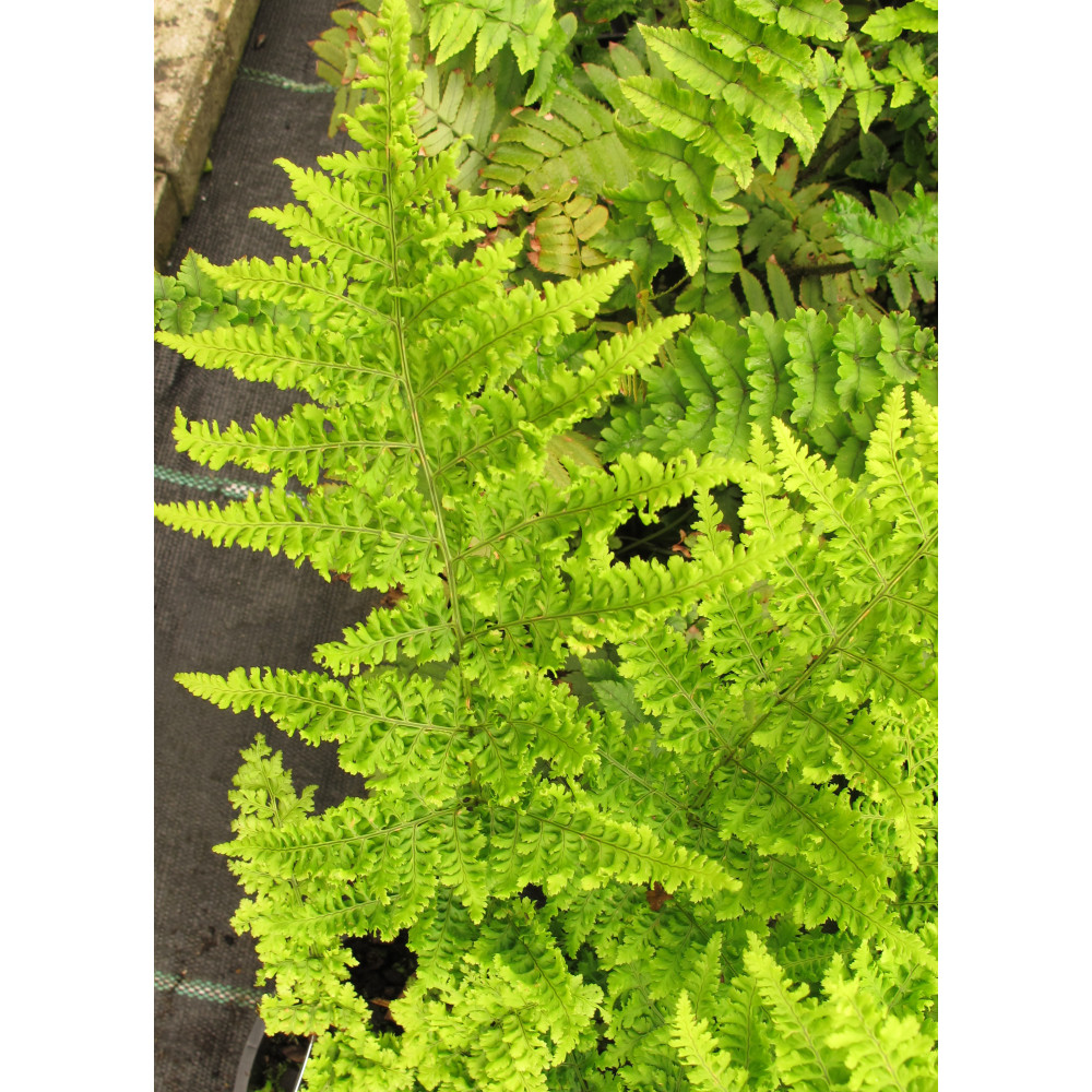 Dryopteris dilatata Crispa Whiteside (1.5lt)