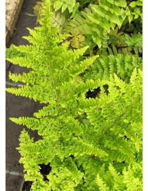 Dryopteris dilatata Crispa Whiteside (0.8lt)