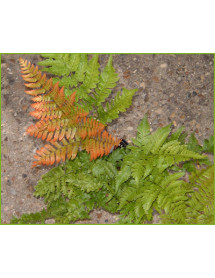 Dryopteris erythrosora (1lt)