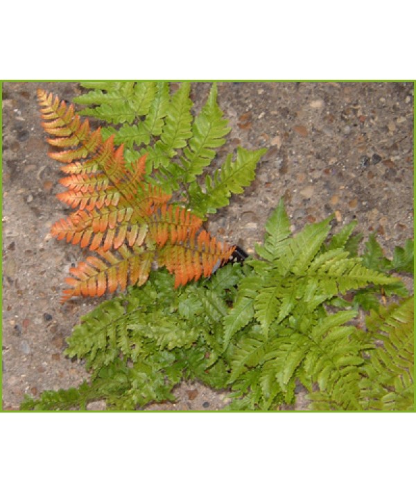 Dryopteris erythrosora (2lt)