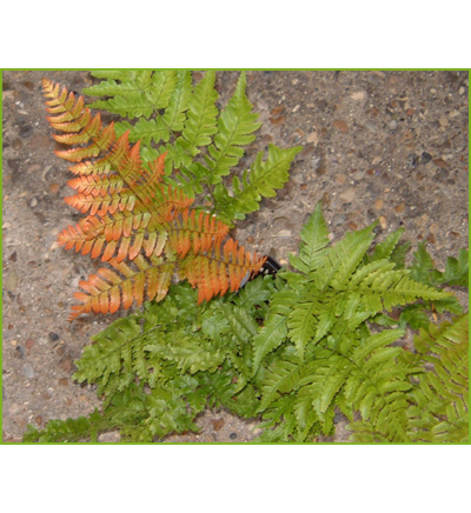 Dryopteris erythrosora (1lt)
