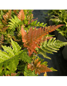 Dryopteris erythrosora (1lt)