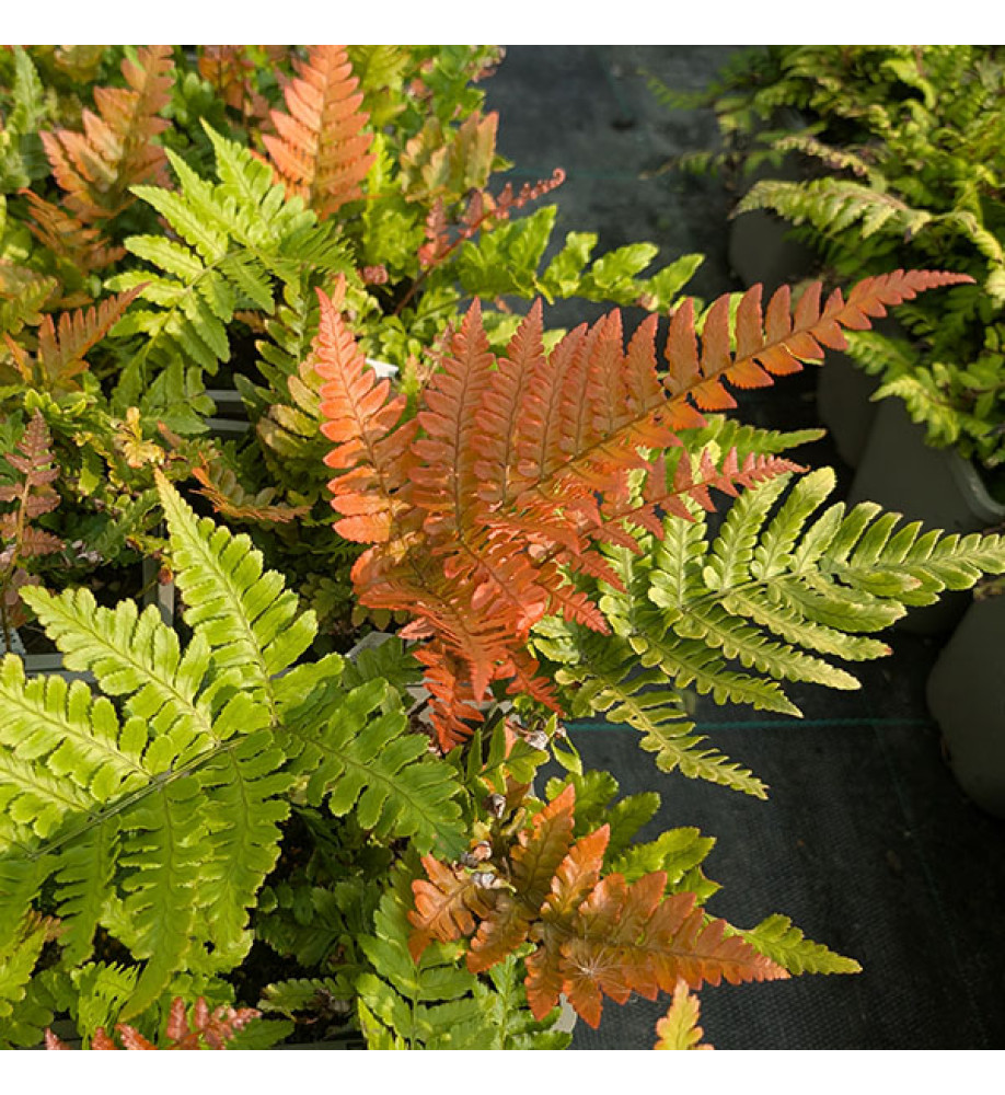 Dryopteris erythrosora (7.5lt)