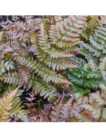 Dryopteris erythrosora Brilliance (2lt)