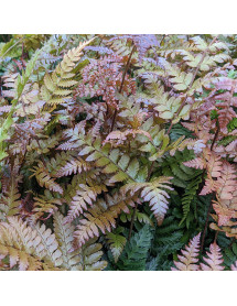 Dryopteris erythrosora Brilliance (1lt) Dryopteris erythrosora Brilliance (1lt)
